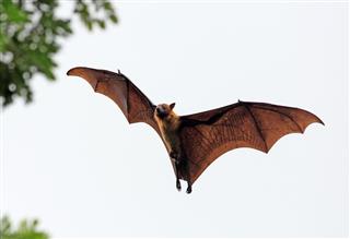 Fruit Bat Landing In Tree