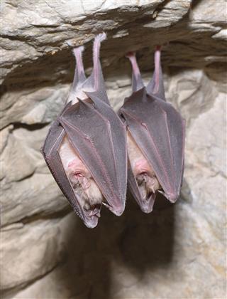 Bats Lesser Horseshoe Bat