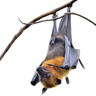 Hanging Flying Fox Big Bat