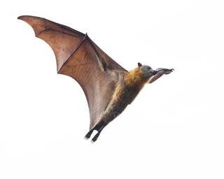 Bat Isolated Against White Sky