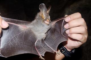 Bat Is Mammal And Call Vampire