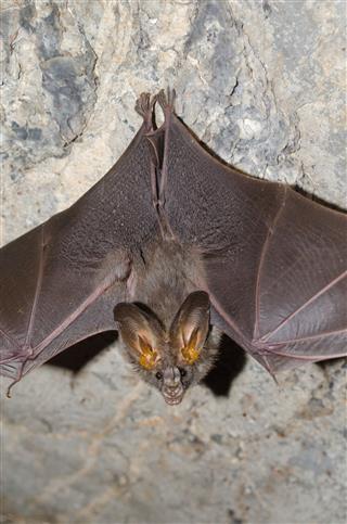 Bat Is Mammal And Call Vampire