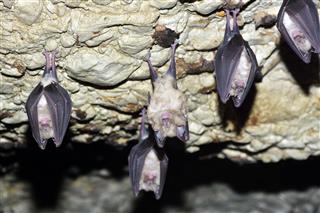Group Of Greater Horseshoe Bat