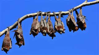 Fruit Bats Resting On A Tree