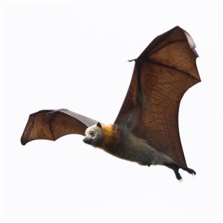 Close Up Bat In Flight
