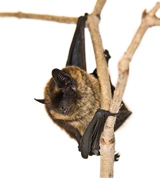 Small Brown Bat Sitting On Branch