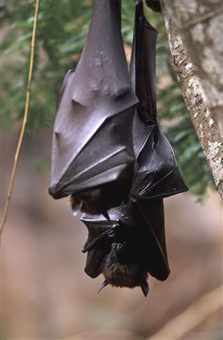 Giant Indian Fruit Bats