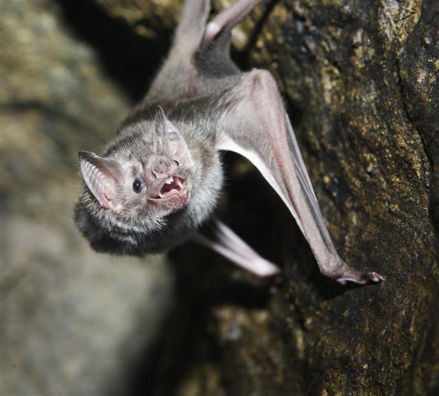 Vampire Bat With Its Mouth Open
