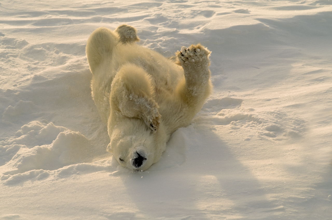 Polar Bear Adaptations - Animal Sake