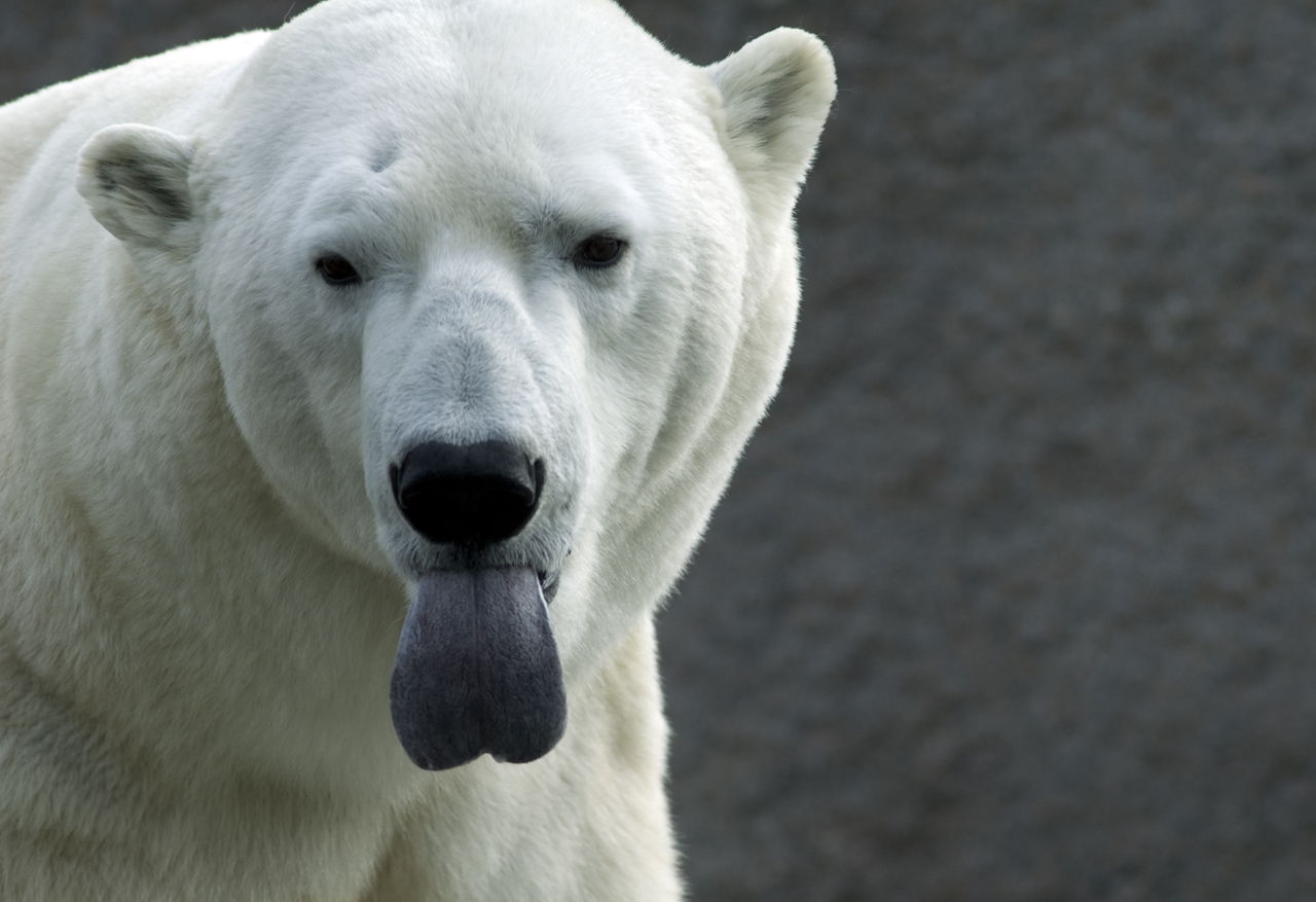 1280-147064780-polar-bear-sticking-out-his-tongue.jpg