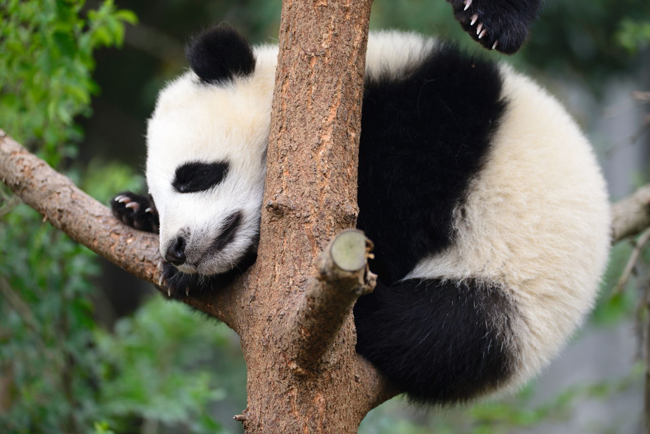 Intriguing Facts About Pandas Everyone Should Know - Animal Sake