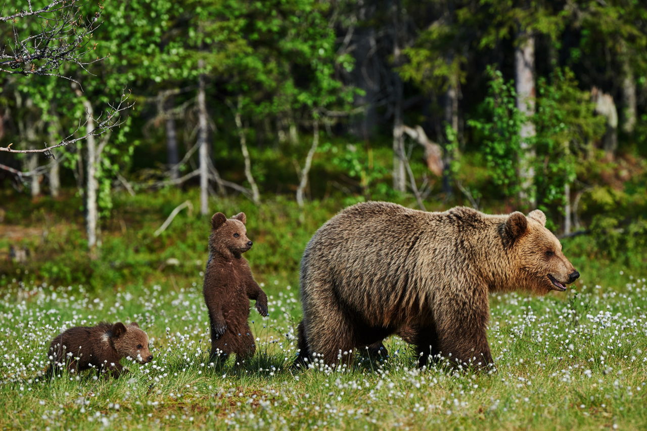 An Overview of Fascinating Symbiotic Relationships in the Taiga - Science  Struck