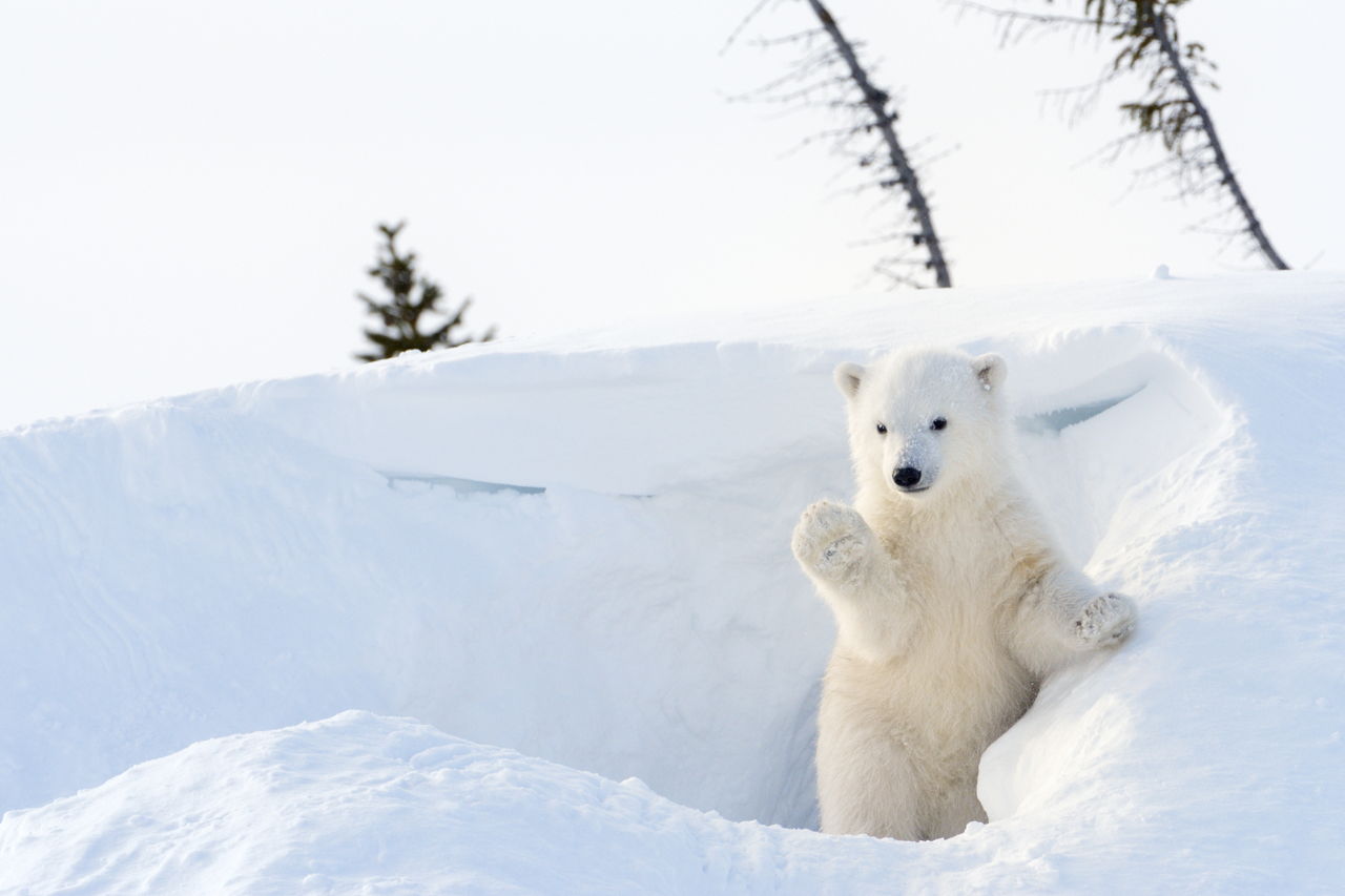 Tingly Facts About Polar Bear That Kids Will Love to Read About