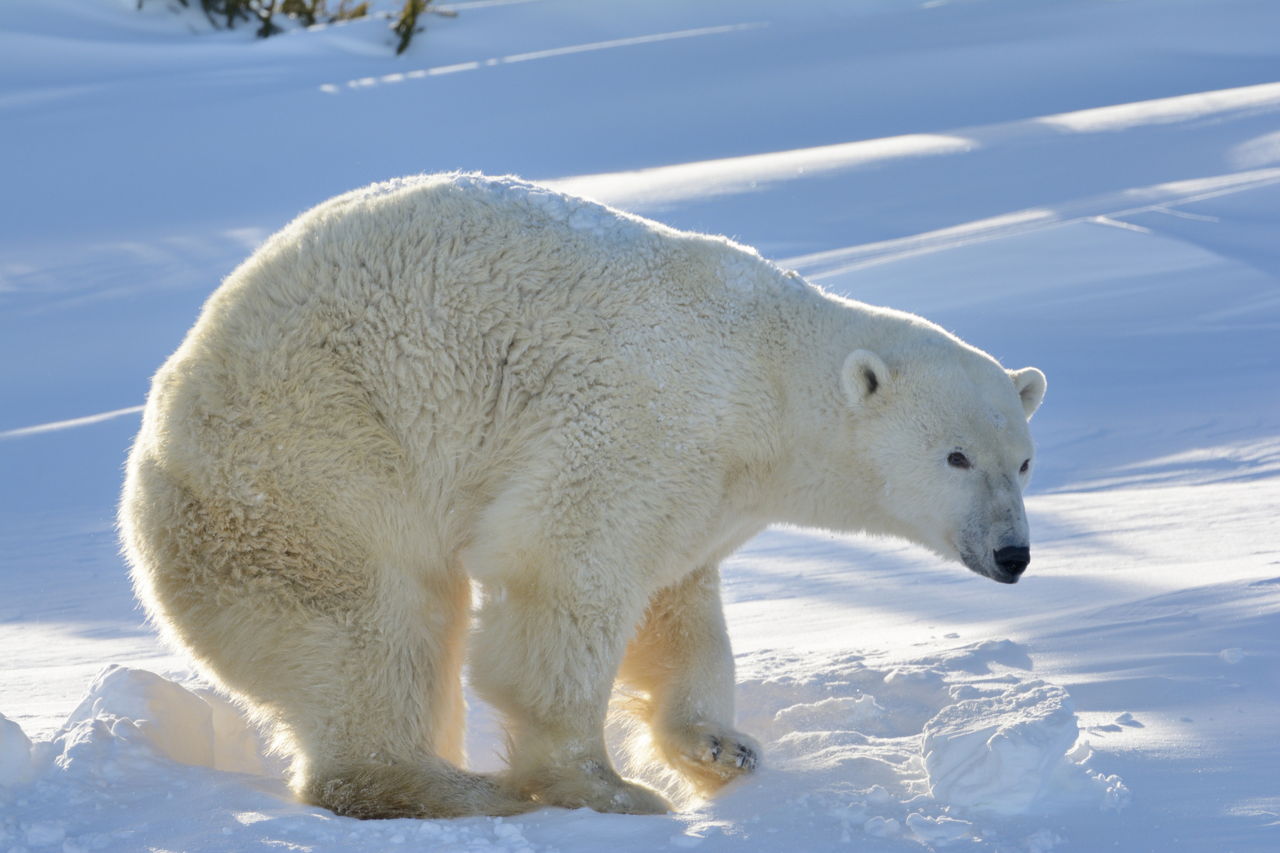 Are Polar Bears Endangered? The Truth Will Leave You in Shock - Animal Sake