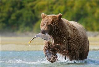 Brown Bear With Pink Salmon