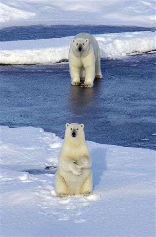 Polar Bears On Snowy Landscape