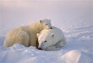 Polar Bear With Her Cub