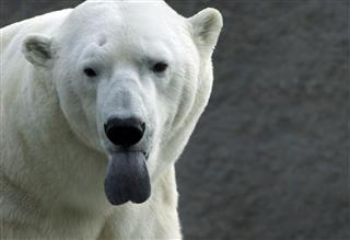 Polar Bear Sticking Out His Tongue