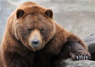 Grizzly Bear Portrait