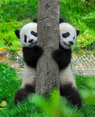 Panda Bear Twins