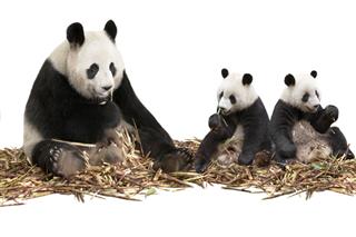 Panda Family Eating Bamboo