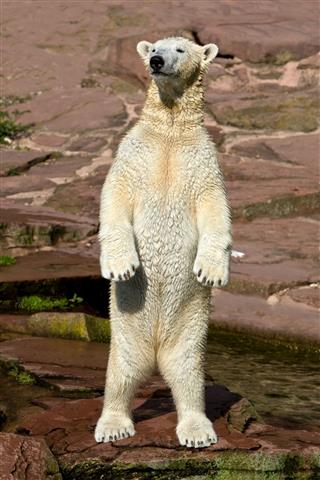 Standing Polar Bear