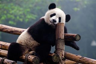 Panda Bear On Wooden Fence