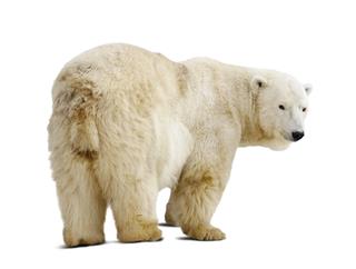 Polar Bear Isolated Over White