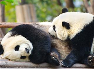 Giant Panda Nursing Her Cub China