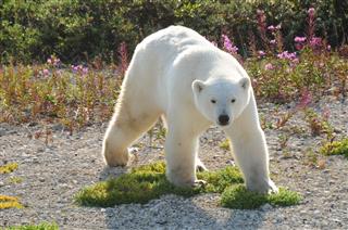 Polar Bear In Churchill Manitoba