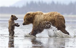 Brown Bear Cub In Trouble
