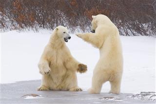 Polar Bears Interacting
