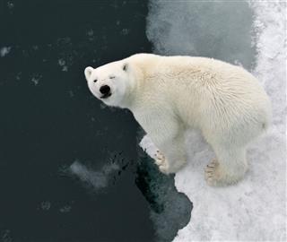 Winkling Polar Bear