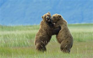 Brown Bears Practice Play Fighting