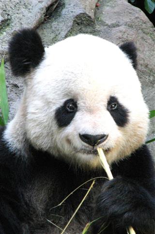 Close Up Portrait Of Panda