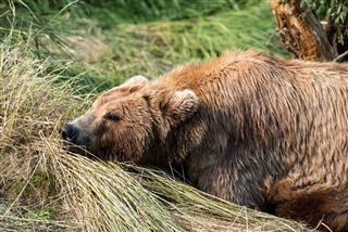 Bear Napping Cub