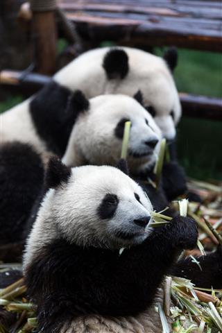 Giant Panda Bears Eating Bamboo