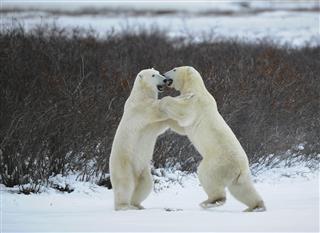 Fight Of Polar Bears