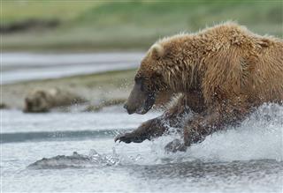 Brown Bear Chasing A Salmon