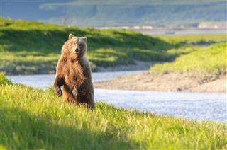 Standing Bear In Twilight River Landscape