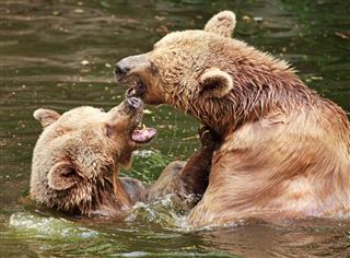 Bears Couple