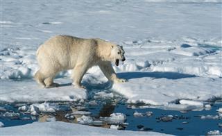 Polar Bear On Sea Ice