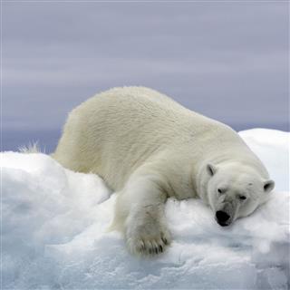 Polar Bear Pack Ice