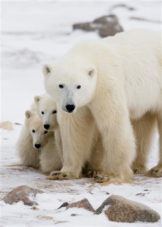 Polar Bear With Cubs