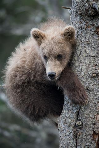 Cute Alaskan Brown Bear Cub