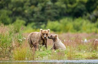 Brown Bear With Cub Playing