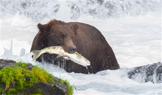 Grizly Bear At Alaska
