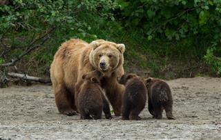 Alaskan Brown Bear And Cubs