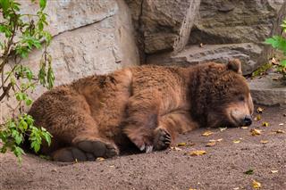 Sleeping Grizzly Bear