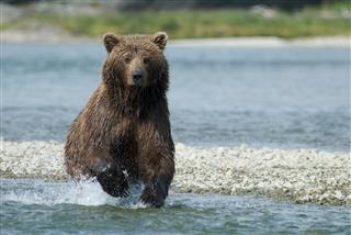 Brown Bear Running In River